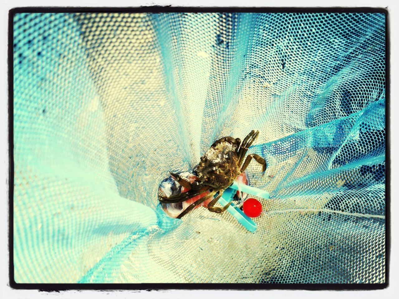 insect, one animal, animal themes, transfer print, animals in the wild, auto post production filter, wildlife, blue, close-up, spider, indoors, high angle view, day, glass - material, no people, nature, dead animal, selective focus, water