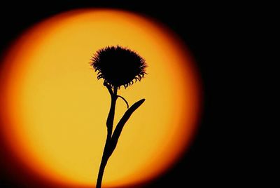 Close-up of dandelion at sunset