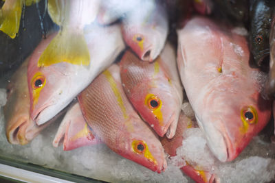 High angle view of fish for sale in market