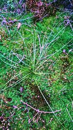 High angle view of flowering plants on field