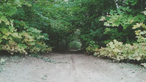 Footpath amidst trees