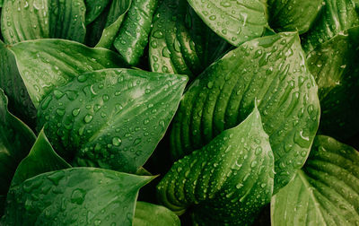 Full frame shot of green leaves