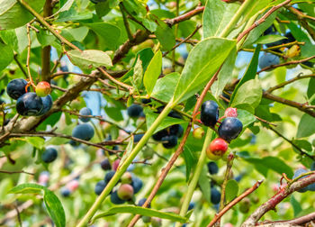 Close-up of berries growing on tree