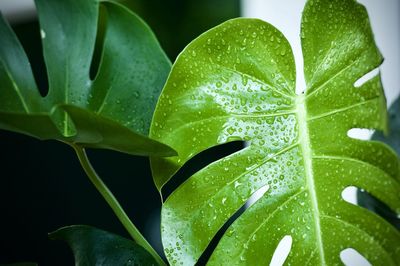 Close-up of wet plant leaves , monstera leaf