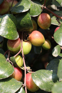 Close-up of fruits growing on plant