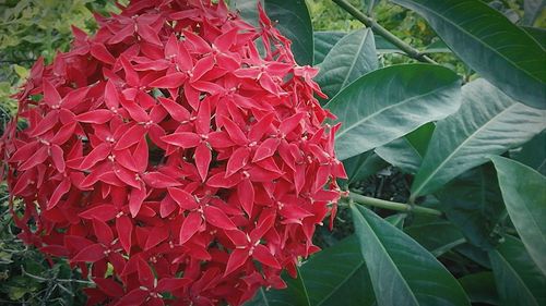Close-up of red flowers