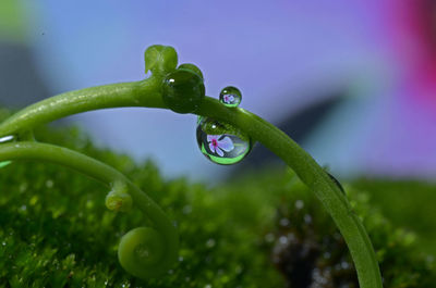 Close-up of water drops on leaf