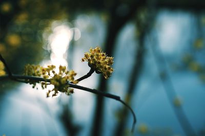 Close-up of white flowering plant