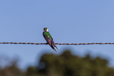 Low angle view of bird perching on rope against clear sky