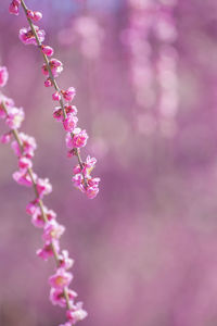 Close-up of pink cherry blossoms in spring