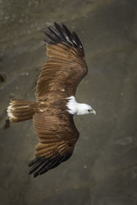 Close-up of eagle flying over water