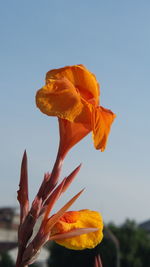 Close-up of orange flower against clear sky