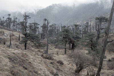 Trees in forest