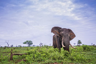 Elephant standing on land against sky