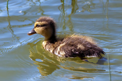 Duck swimming in lake