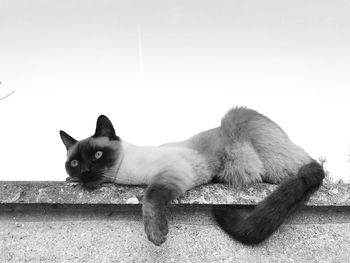 Cat resting on wall