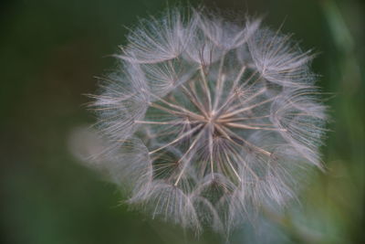 Close-up of dandelion against blurred background