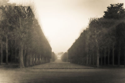 Road amidst trees against sky during foggy weather