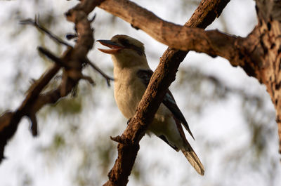 Low angle view of bird perching on branch