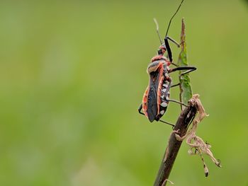 Close-up of insect on plant