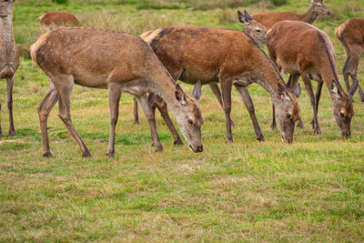 Sheep grazing in a field