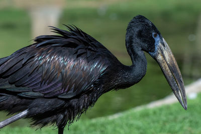 Close-up of bird