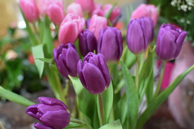 Close-up of purple flowers