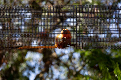 Low angle view of a bird on metal