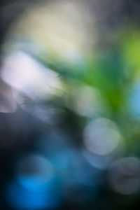 Defocused image of plants against blurred background