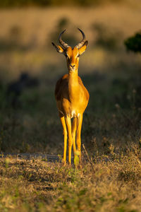 Deer standing on field