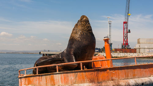 Close-up of horse by sea against sky