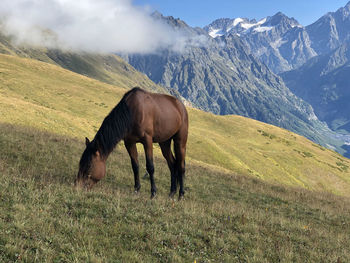 Horses grazing on grass field against snowy mountain. the scenery looks like alps, france, swiss.