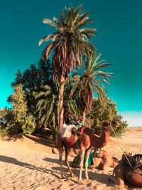 Camel standing by palm trees at desert