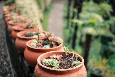 Cropped hand holding potted plant