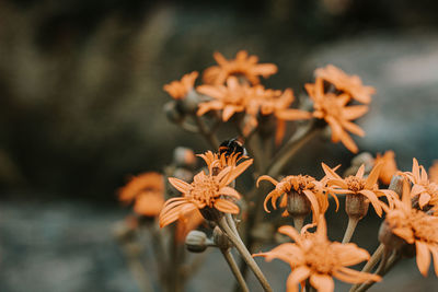 Close-up of orange flowering plant