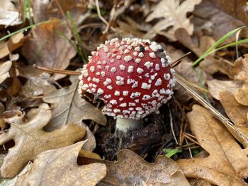 Close-up of mushroom growing on field