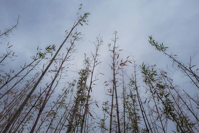 Low angle view of plants growing in forest against sky
