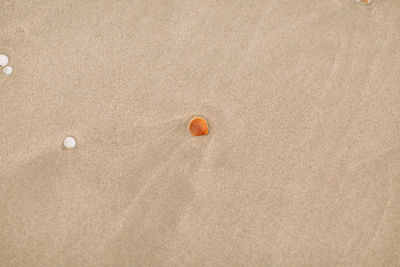 High angle view of shell on sand