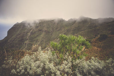 Close-up of fresh green landscape against sky