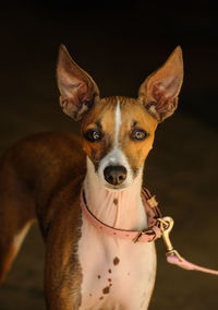 Portrait of italian greyhound