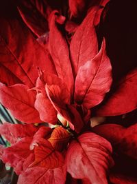 Close-up of red flower