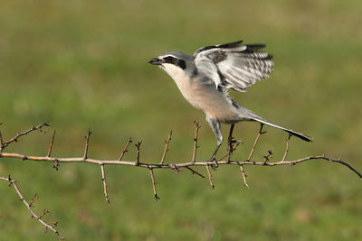 Close-up of bird perching on branch