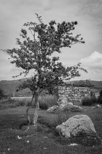 Tree on field against sky