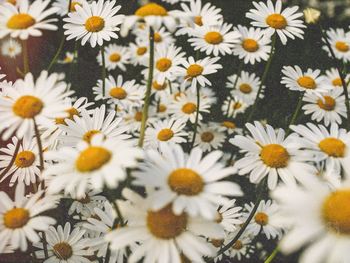 Close-up of white daisy flowers