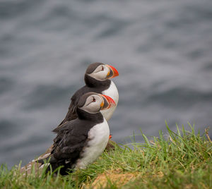 Close-up of puffins perching on field