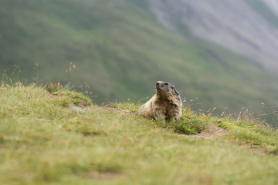 Lizard on a field