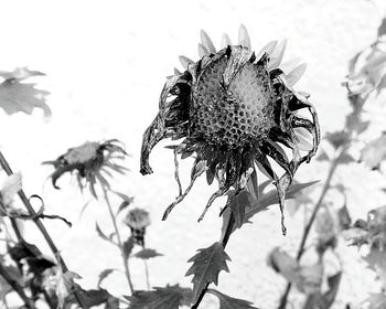 Close-up of wilted flowers against sky