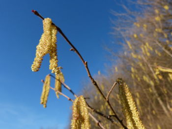 Low angle view of insect on plant against sky