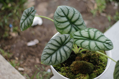 High angle view of potted plant on field