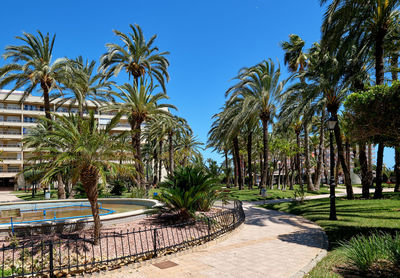 Palm trees by swimming pool against sky